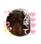 ダックスのスタンプ4。（個別スタンプ：3）
