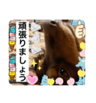 ダックスのスタンプ4。（個別スタンプ：4）