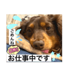 ダックスのスタンプ4。（個別スタンプ：6）
