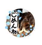 ダックスのスタンプ4。（個別スタンプ：8）