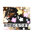 ダックスのスタンプ4。（個別スタンプ：9）