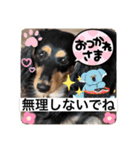 ダックスのスタンプ4。（個別スタンプ：10）