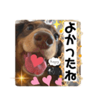 ダックスのスタンプ4。（個別スタンプ：11）