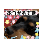 ダックスのスタンプ4。（個別スタンプ：13）
