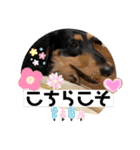 ダックスのスタンプ4。（個別スタンプ：16）