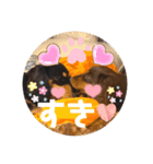 ダックスのスタンプ4。（個別スタンプ：17）