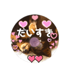 ダックスのスタンプ4。（個別スタンプ：18）