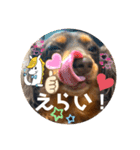 ダックスのスタンプ4。（個別スタンプ：22）