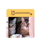 なまらめんこいニャンコスターズvol.2（個別スタンプ：8）