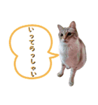 なまらめんこいニャンコスターズvol.2（個別スタンプ：10）