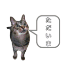 なまらめんこいニャンコスターズvol.2（個別スタンプ：11）