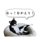 なまらめんこいニャンコスターズvol.2（個別スタンプ：12）