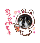 なまらめんこいニャンコスターズvol.2（個別スタンプ：13）