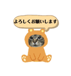 なまらめんこいニャンコスターズvol.2（個別スタンプ：14）