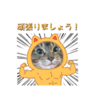なまらめんこいニャンコスターズvol.2（個別スタンプ：15）