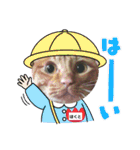 なまらめんこいニャンコスターズvol.2（個別スタンプ：17）