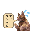 なまらめんこいニャンコスターズvol.2（個別スタンプ：20）