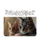 なまらめんこいニャンコスターズvol.2（個別スタンプ：21）