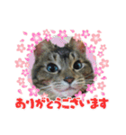 なまらめんこいニャンコスターズvol.2（個別スタンプ：22）