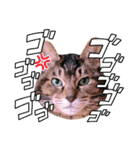 なまらめんこいニャンコスターズvol.2（個別スタンプ：29）
