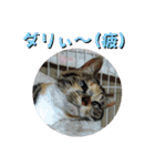 なまらめんこいニャンコスターズvol.2（個別スタンプ：30）