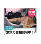 なまらめんこいニャンコスターズvol.2（個別スタンプ：31）