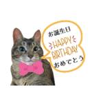なまらめんこいニャンコスターズvol.2（個別スタンプ：32）