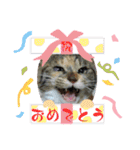 なまらめんこいニャンコスターズvol.2（個別スタンプ：33）