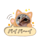 なまらめんこいニャンコスターズvol.2（個別スタンプ：37）
