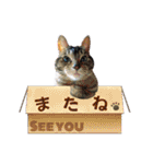 なまらめんこいニャンコスターズvol.2（個別スタンプ：38）