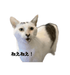 ラー油コンビ（りある）- そのいち -（個別スタンプ：7）