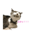 ラー油コンビ（りある）- そのいち -（個別スタンプ：12）