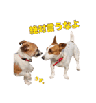 Jack russell sisters Eiko / Ume / Ran（個別スタンプ：16）