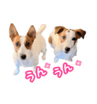 Jack russell sisters Eiko / Ume / Ran（個別スタンプ：28）