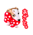 Jack russell sisters Eiko / Ume / Ran（個別スタンプ：37）