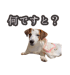 Jack russell sisters Eiko / Ume / Ran（個別スタンプ：38）