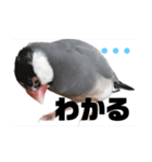 桜文鳥わすけ あいづちわす（個別スタンプ：15）