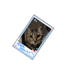 可愛い猫と言葉（個別スタンプ：3）