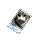 可愛い猫と言葉（個別スタンプ：4）