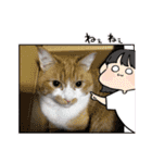 可愛い猫と言葉（個別スタンプ：6）