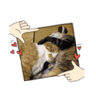 可愛い猫と言葉（個別スタンプ：10）