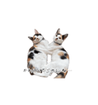 三毛猫こめむぎスタンプ②（個別スタンプ：1）