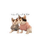 三毛猫こめむぎスタンプ②（個別スタンプ：3）