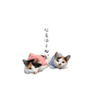 三毛猫こめむぎスタンプ②（個別スタンプ：4）