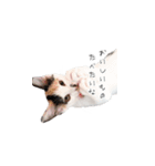 三毛猫こめむぎスタンプ②（個別スタンプ：5）