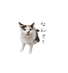 三毛猫こめむぎスタンプ②（個別スタンプ：6）