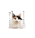 三毛猫こめむぎスタンプ②（個別スタンプ：9）