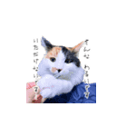 三毛猫こめむぎスタンプ②（個別スタンプ：11）