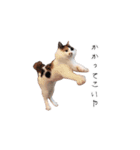三毛猫こめむぎスタンプ②（個別スタンプ：12）