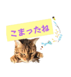 共感を伝えたいときの猫スタンプ（個別スタンプ：6）